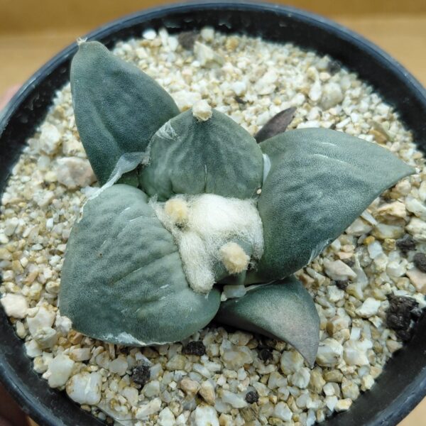 Ariocarpus retusus Cauliflower