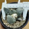 Ariocarpus retusus Cauliflower