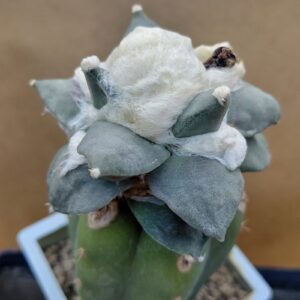 Ariocarpus retusus