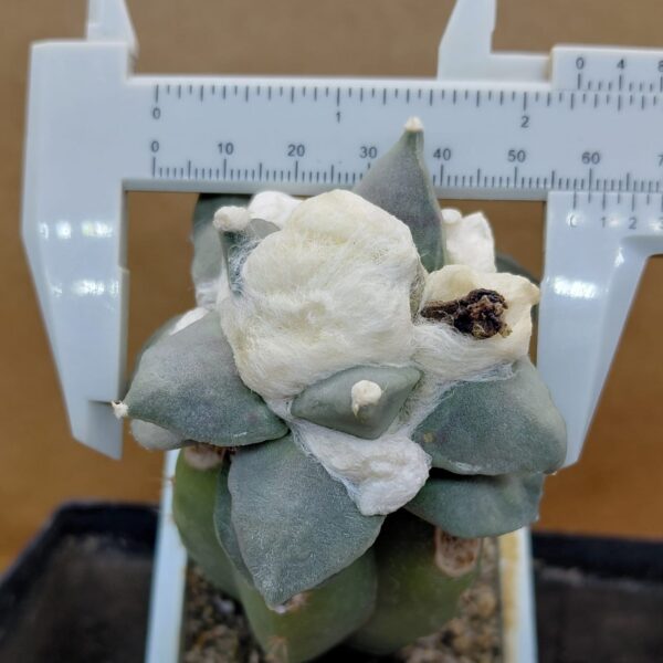 Ariocarpus retusus