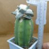 Ariocarpus retusus
