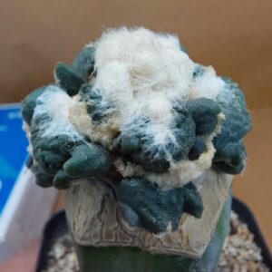 Ariocarpus Maruibo Pectinatus x Trefinger
