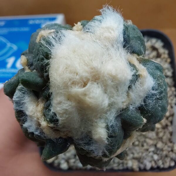 Ariocarpus Maruibo Pectinatus x Trefinger