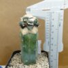 Ariocarpus Maruibo Pectinatus x Trefinger