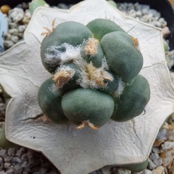 Ariocarpus retusus cv. Maruibo