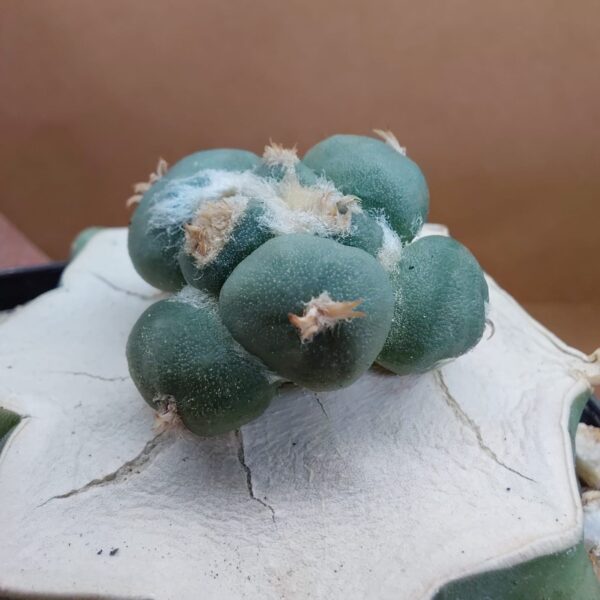 Ariocarpus retusus cv. Maruibo