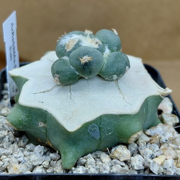 Ariocarpus retusus cv. Maruibo