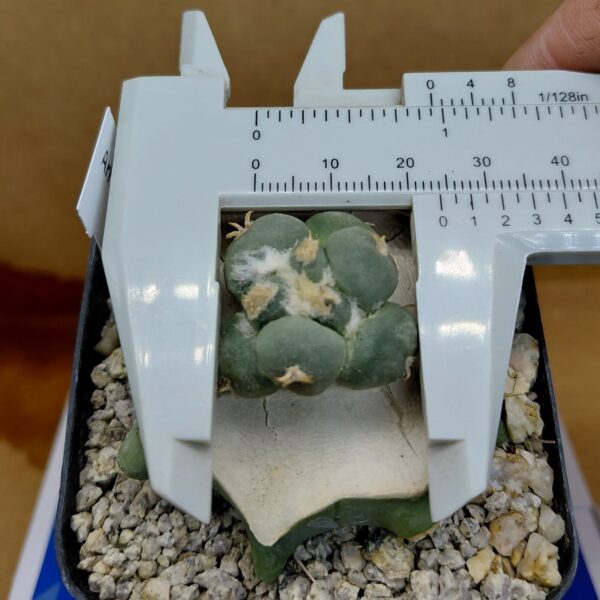 Ariocarpus retusus cv. Maruibo