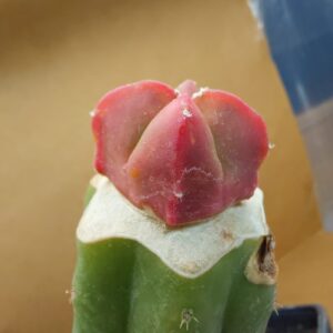 Astrophytum myrio. kikko kohyo