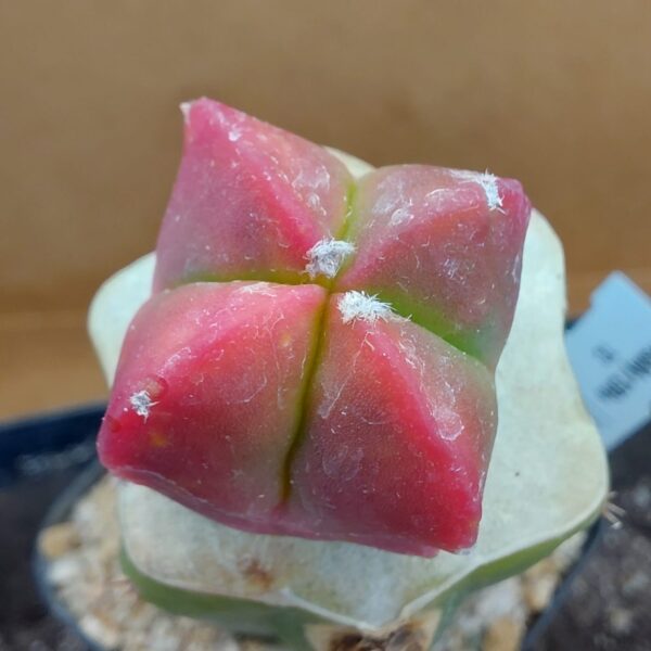 Astrophytum myrio. kikko kohyo