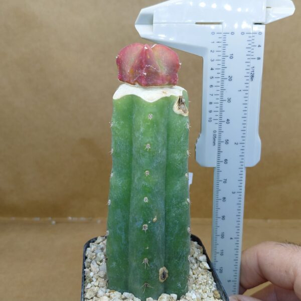 Astrophytum myrio. kikko kohyo