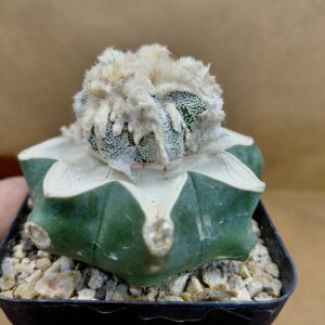 Astrophytum ornatum Hannya