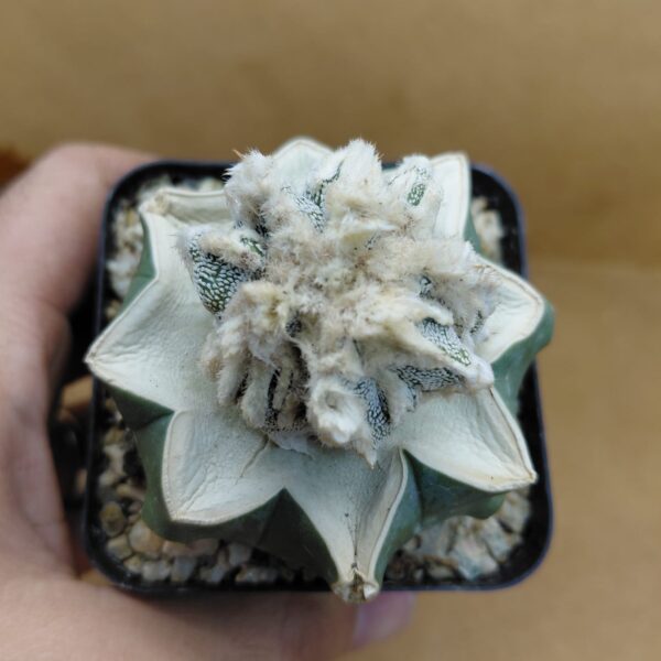 Astrophytum ornatum Hannya