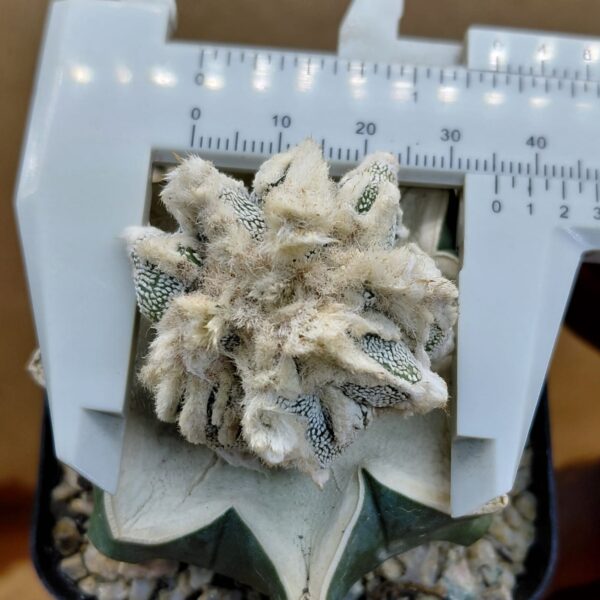 Astrophytum ornatum Hannya