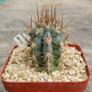 AzuHe01_P1 Azureocereus hertlingianus