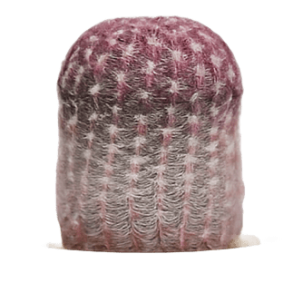 Categ_Cactus Miniatura Agave nickelsiae