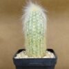 Cleistocactus straussi pequeño