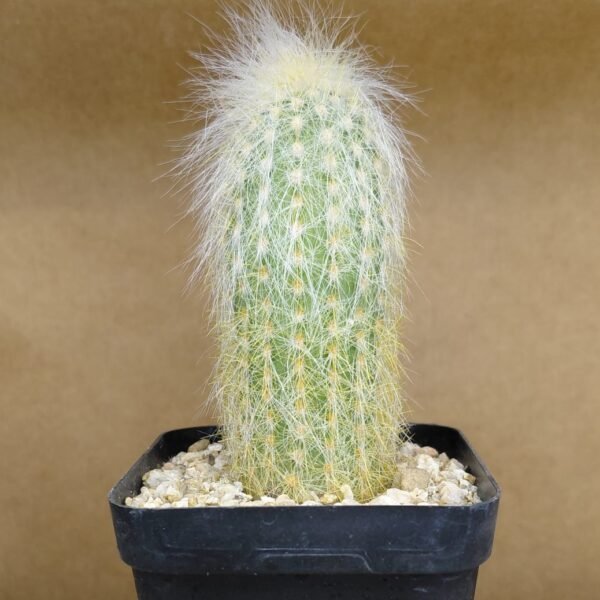 Cleistocactus straussi pequeño