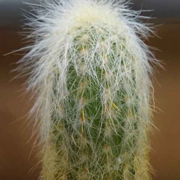 Cleistocactus straussi pequeño