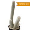 Cleistocactus straussi pequeño
