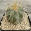 Copiapoa cinerea ssp. haseltoniana