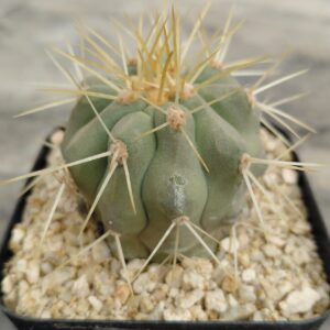 CopCi01Ha_P1 Copiapoa cinerea ssp. haseltoniana