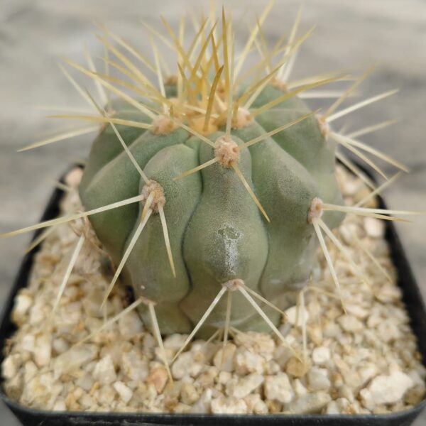 Copiapoa cinerea ssp. haseltoniana