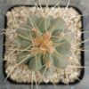 Copiapoa cinerea ssp. haseltoniana