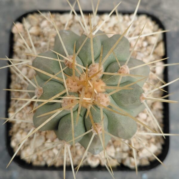Copiapoa cinerea ssp. haseltoniana