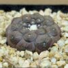 Copiapoa hypogaea Lizard Skin