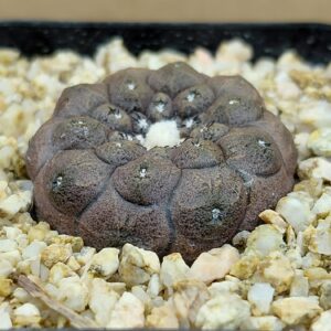 CopHy04LS_P1 Copiapoa hypogaea Lizard Skin