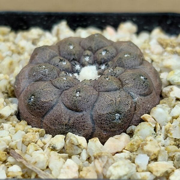 Copiapoa hypogaea Lizard Skin