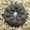 Copiapoa hypogaea Lizard Skin