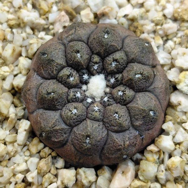 Copiapoa hypogaea Lizard Skin