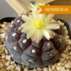 Copiapoa hypogaea Lizard Skin