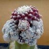 Copiapoa tenuissima f. monstruosa