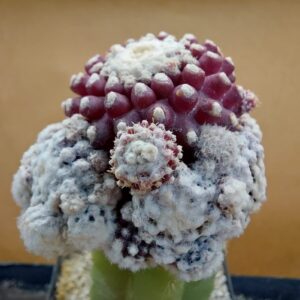 Copiapoa tenuissima f. monstruosa