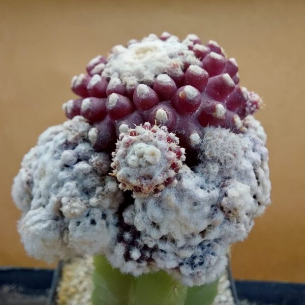 Copiapoa tenuissima f. monstruosa