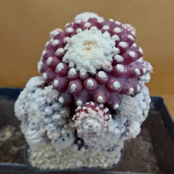 Copiapoa tenuissima f. monstruosa