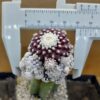 Copiapoa tenuissima f. monstruosa