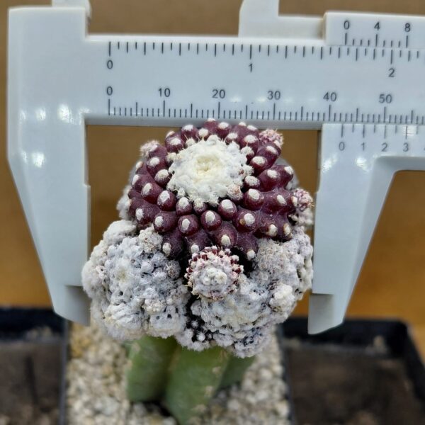 Copiapoa tenuissima f. monstruosa
