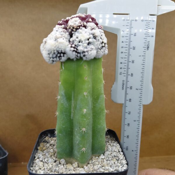 Copiapoa tenuissima f. monstruosa