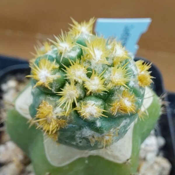 CorEl01BM_PI2 Coryphantha elephantidens subs. bumamma f. monstruosa