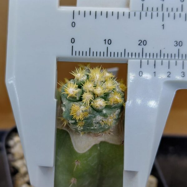 CorEl01BM_PI3 Coryphantha elephantidens subs. bumamma f. monstruosa