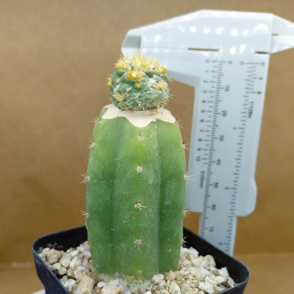 CorEl01BM_PI4 Coryphantha elephantidens subs. bumamma f. monstruosa