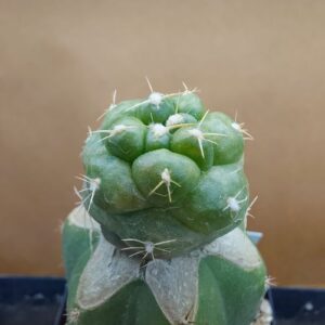 Coryphantha elephantidens cv Tanshi Zougemaru f. inermis