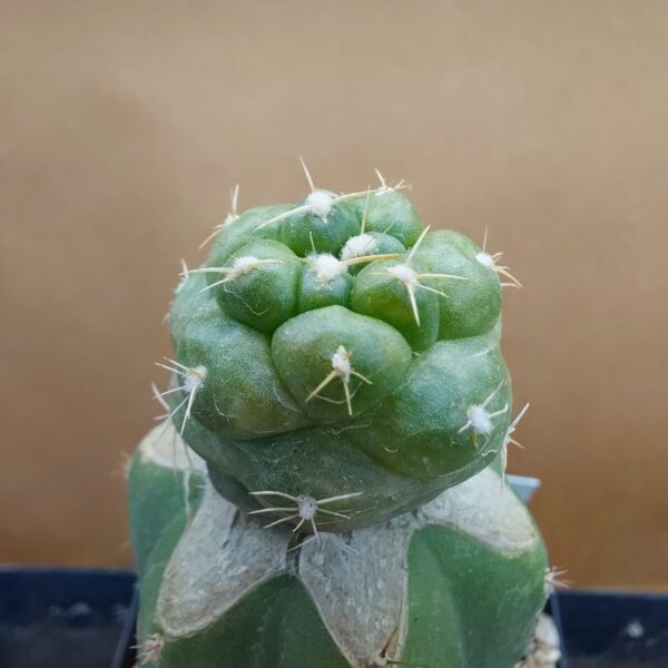 Coryphantha elephantidens cv Tanshi Zougemaru f. inermis