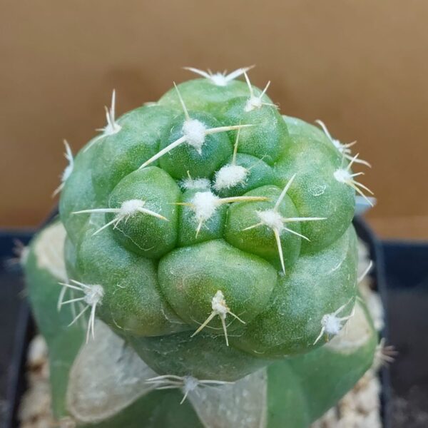 Coryphantha elephantidens cv Tanshi Zougemaru f. inermis