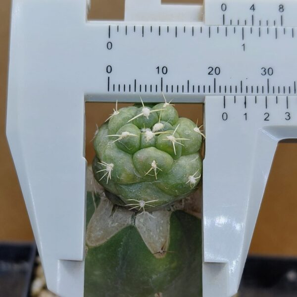 Coryphantha elephantidens cv Tanshi Zougemaru f. inermis