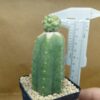 Coryphantha elephantidens cv Tanshi Zougemaru f. inermis